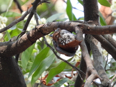 Pygarrhichas albogularis