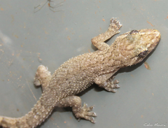 Hemidactylus agrius