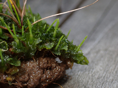 Phaeoceros carolinianus