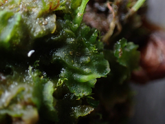 Phaeoceros carolinianus