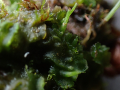 Phaeoceros carolinianus