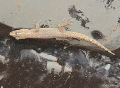 Hemidactylus agrius