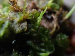 Phaeoceros carolinianus