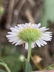 Erigeron allisonii