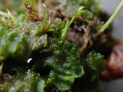 Phaeoceros carolinianus