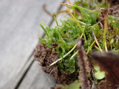 Phaeoceros carolinianus