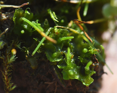 Phaeoceros carolinianus