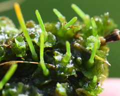 Phaeoceros carolinianus