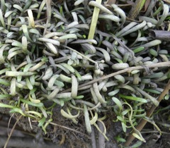 Lilaeopsis chinensis