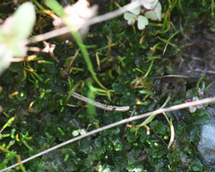 Phaeoceros carolinianus