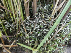 Lilaeopsis chinensis