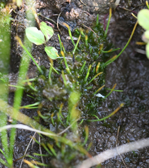 Phaeoceros carolinianus