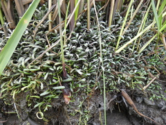 Lilaeopsis chinensis