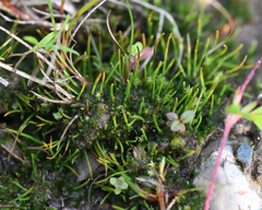 Phaeoceros carolinianus