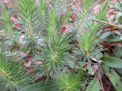 Melichrus procumbens