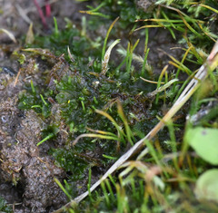 Phaeoceros carolinianus