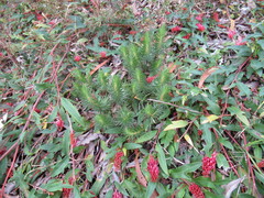 Melichrus procumbens