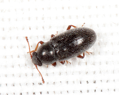 Telmatophilus americanus