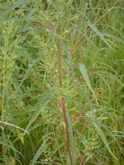 Amaranthus cannabinus