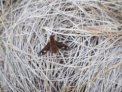 Poecilanthrax alcyon