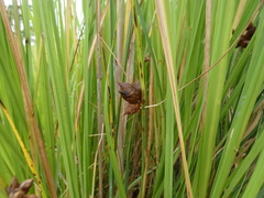 Bolboschoenus robustus