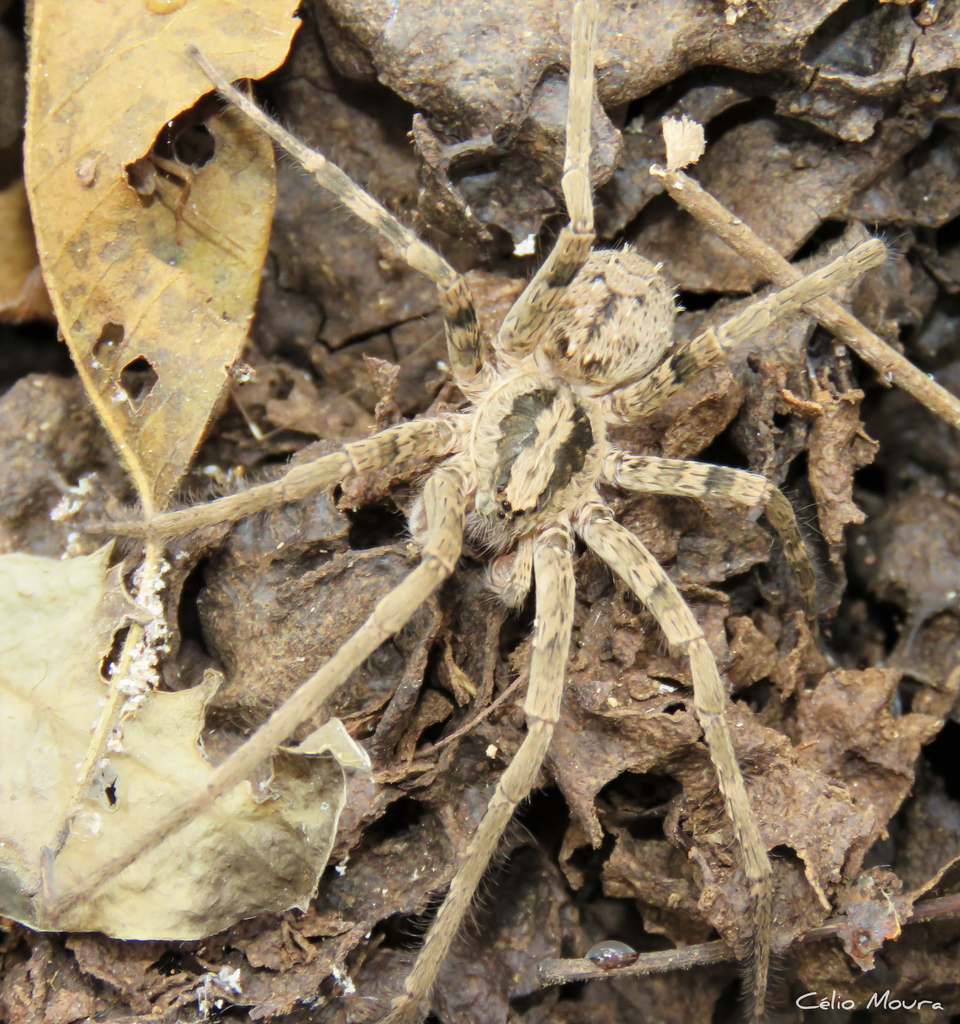 Nothroctenus