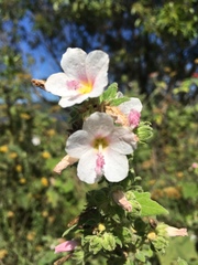 Pavonia columella