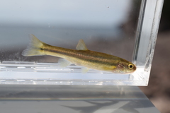 Chrosomus neogaeus