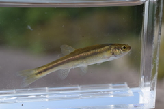 Chrosomus neogaeus