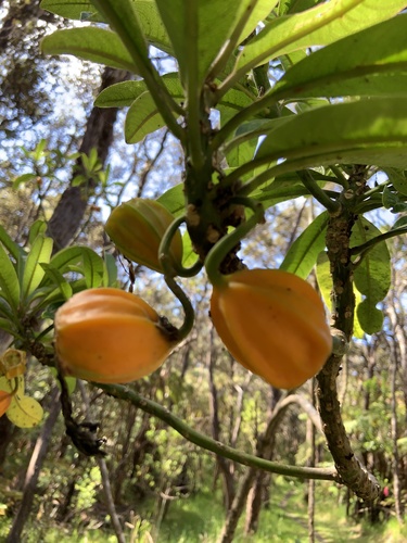 Clermontia hawaiiensis