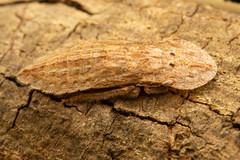 Rubria