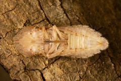 Rubria