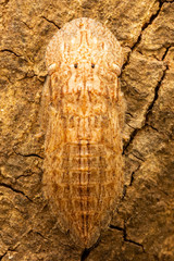 Rubria