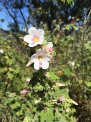 Pavonia columella
