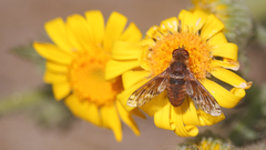 Paranthrax rufiventris