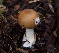 Amanita diemii