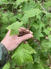 Rubus odoratus