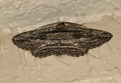 Iridopsis obliquaria