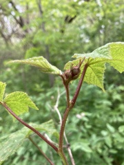 Rubus odoratus