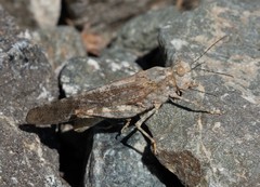 Circotettix splendidus