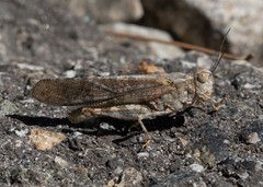 Circotettix splendidus