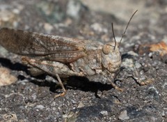 Circotettix splendidus