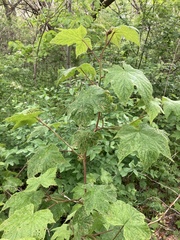 Rubus odoratus