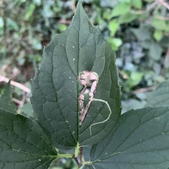 Liriomyza philadelphivora