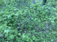 Rubus odoratus