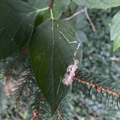 Liriomyza philadelphivora