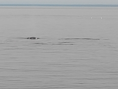 Phocoena phocoena