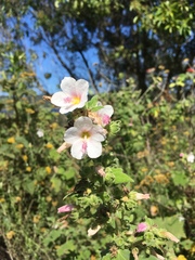 Pavonia columella