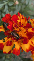 Popillia japonica