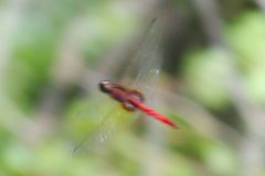 Tauriphila australis